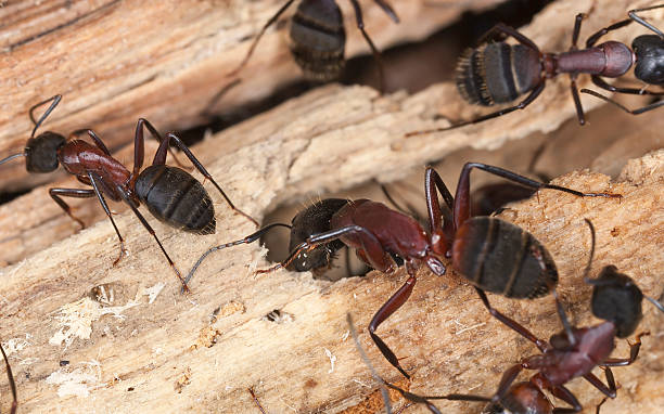 Several dark reddish-brown carpenter ants with segmented bodies are crawling on wooden surfaces.RetryClaude can make mistakes. Please double-check responses.